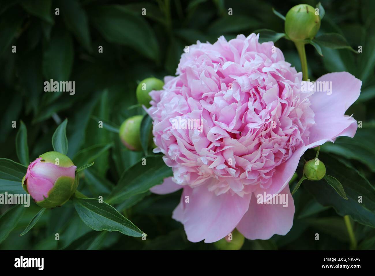 Pink Peony with delicate petals and buds, peony with green leaves in ...