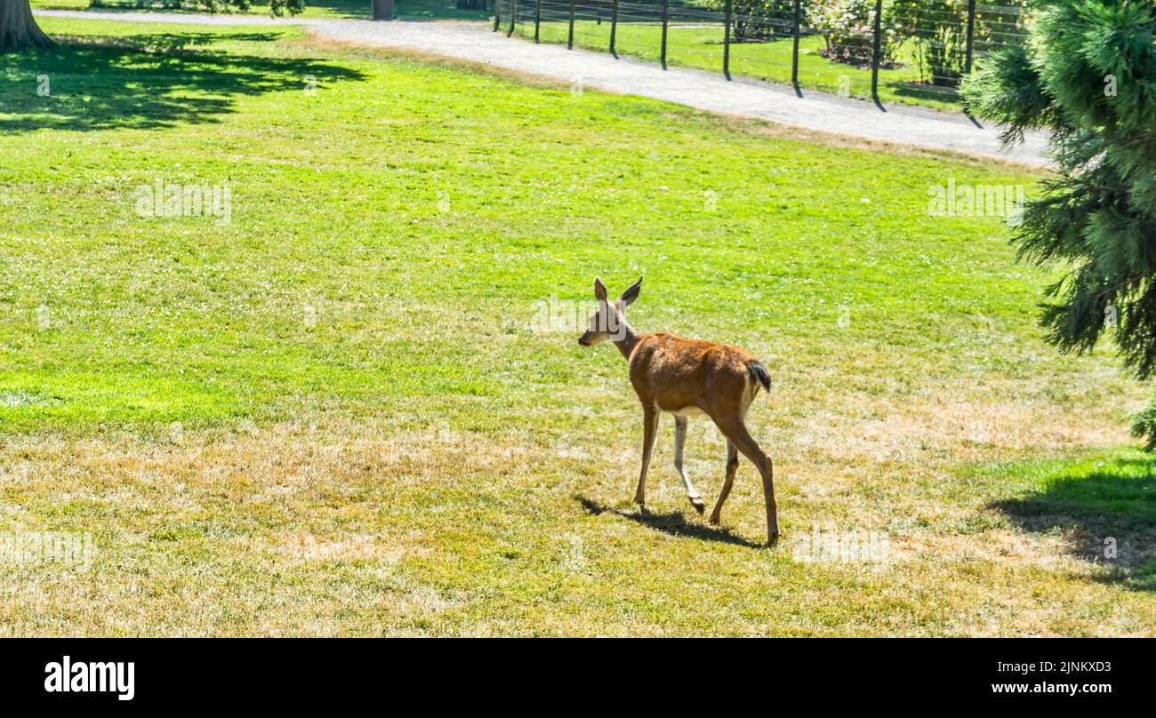 A deer walk at Point Defiance Park in Washington Stock Photo Alamy