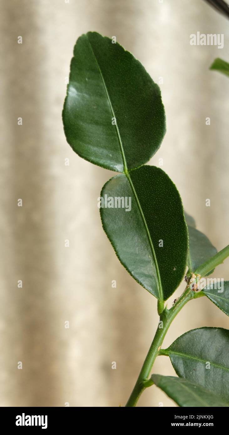 lime leaf fruit plant leaves Stock Photo Alamy