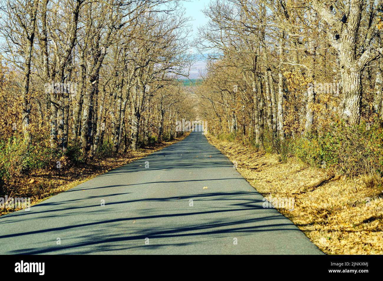 Mountain road surrounded by trees in perspective on a sunny winter day. Stock Photo