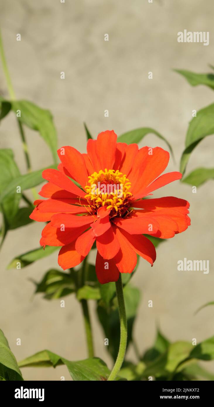 Colorful nature background hi-res stock photography and images - Alamy