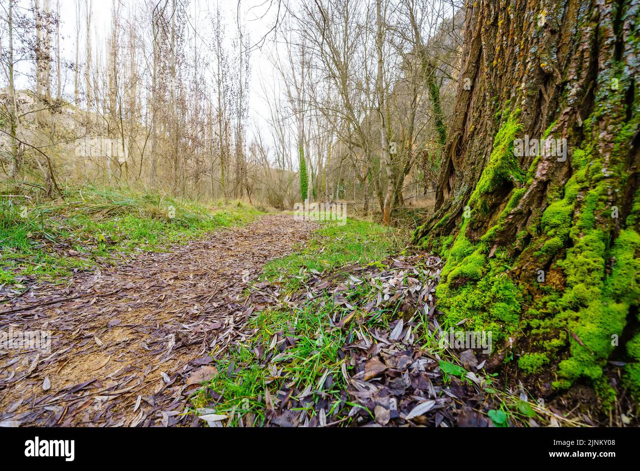 Path between fallen leaves on the ground and moss covered tree trunks. Stock Photo