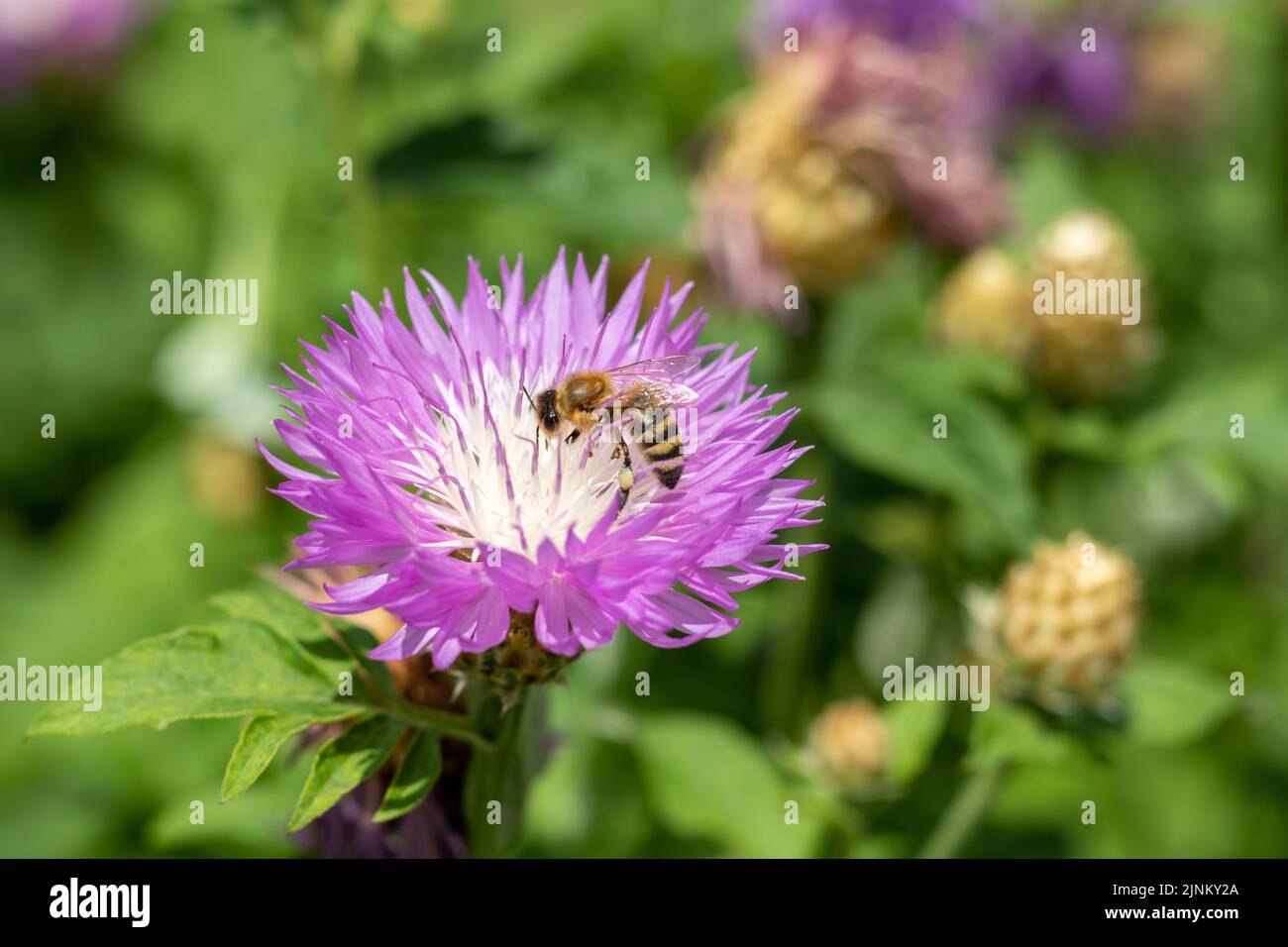Purple with white cornflower flower with a bee close-up. Selective focus. Place for text. Stock Photo