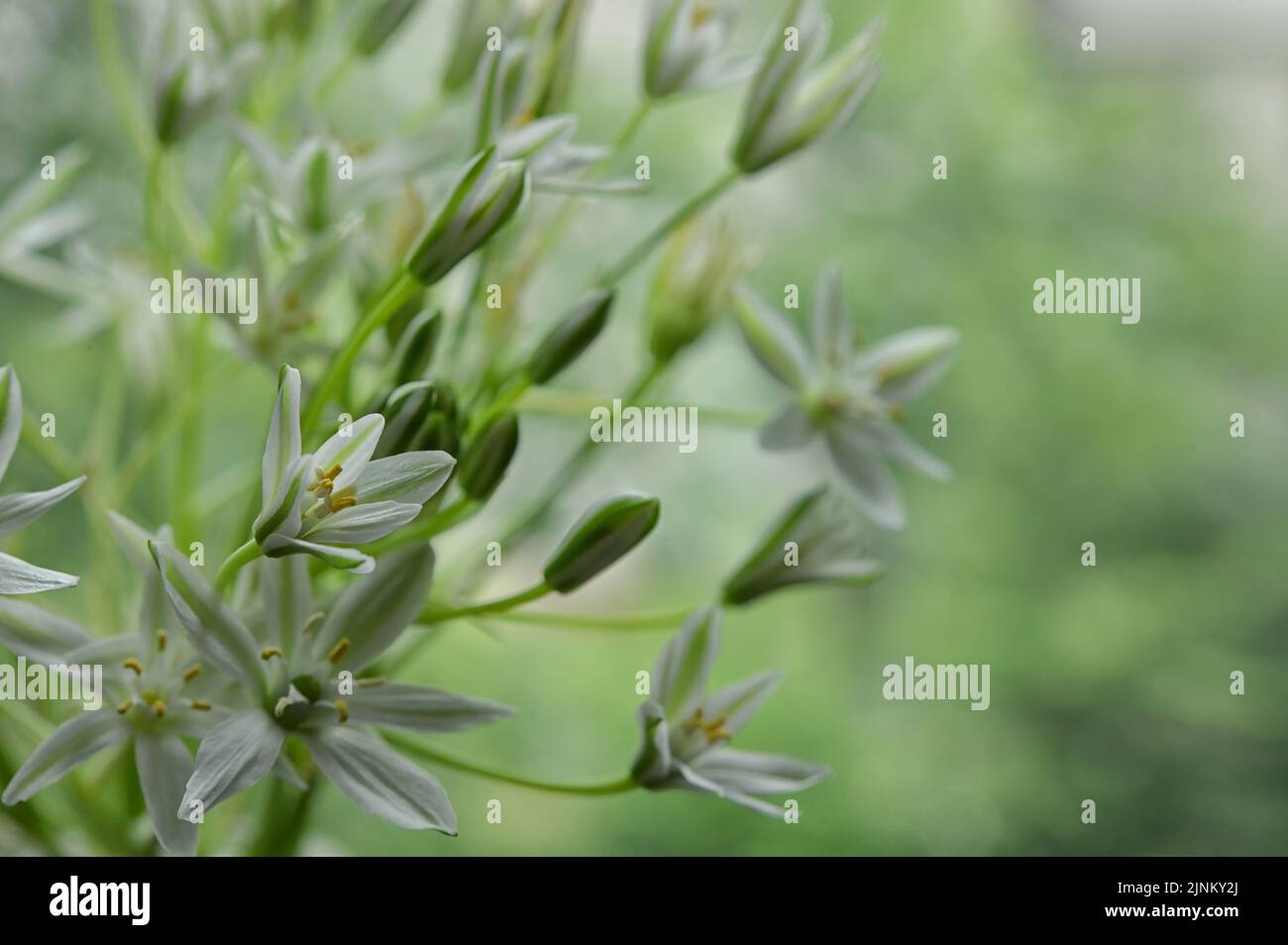 ornithogalum umbellatum, ornithogalum umbellatums Stock Photo