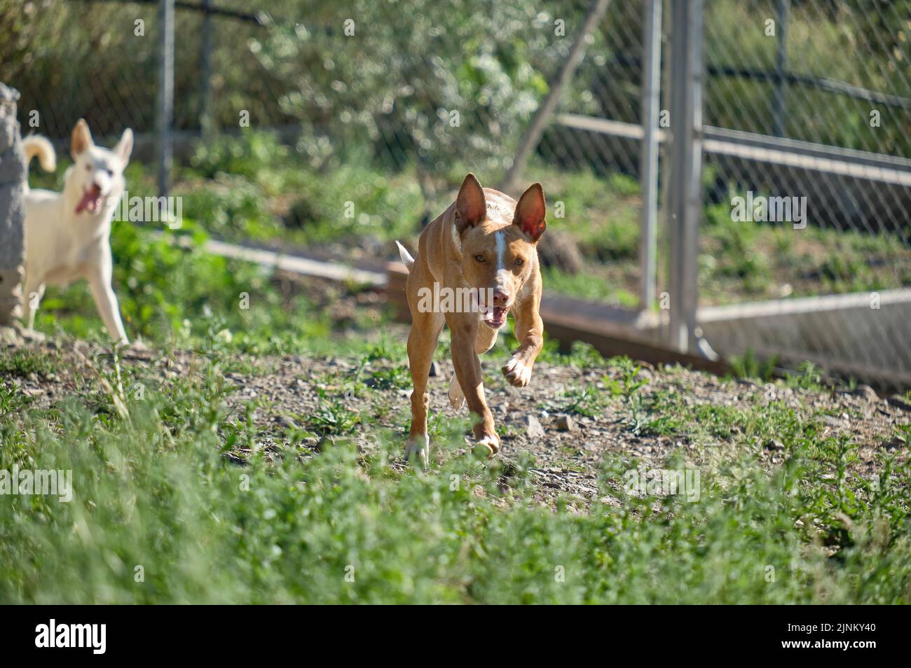Young brown Andalusian Hound running through the field, hunting dog for rabbits, hares, partridges and wood pigeons Stock Photo