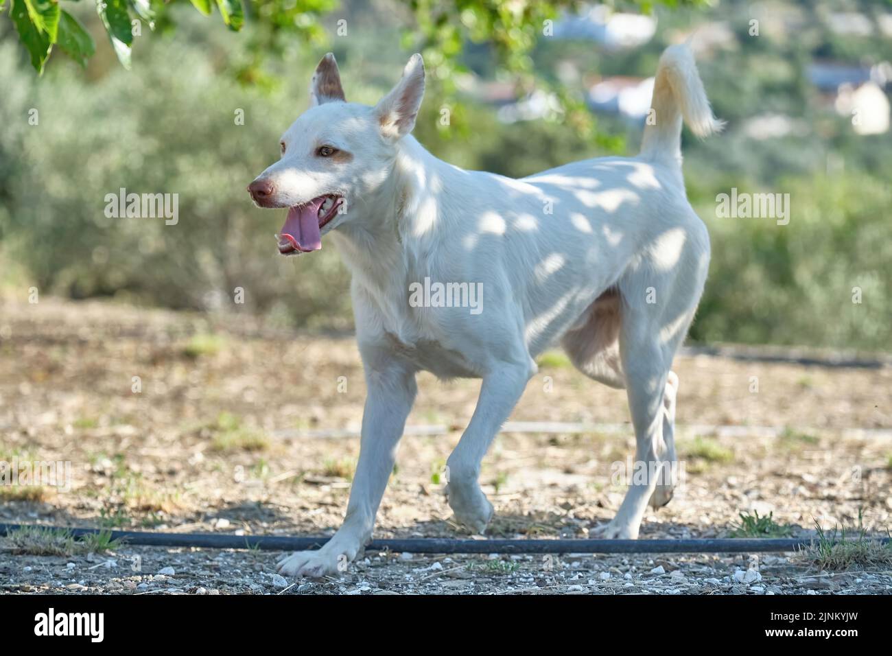 White Andalusian Hound running through the field, hunting dog for rabbits, hares, partridges and wood pigeons Stock Photo