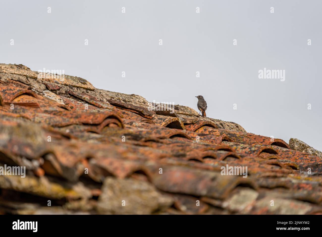 Isolated bird over the tile roof and white sky Stock Photo