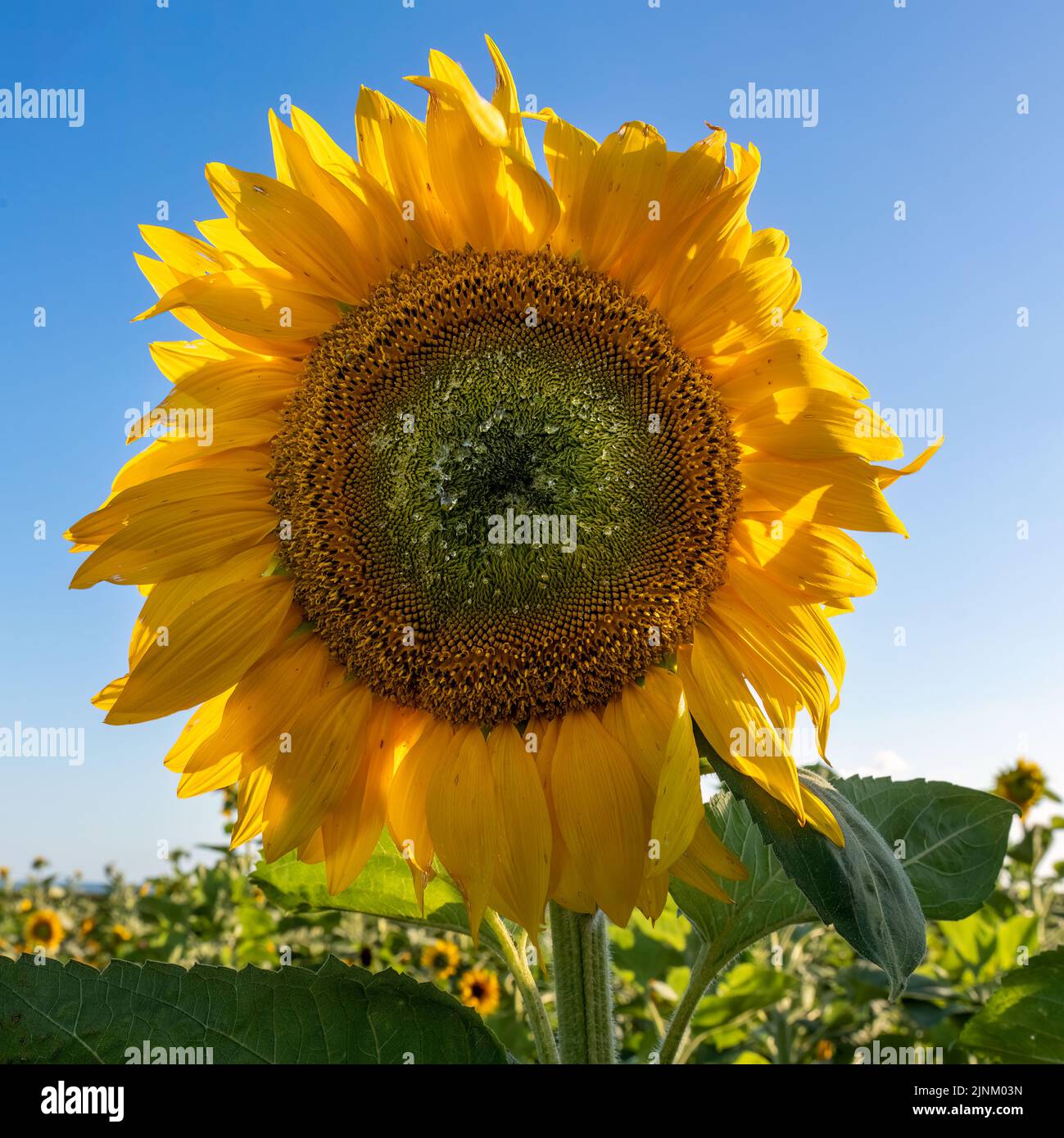 Sunflowers in a Field Stock Photo