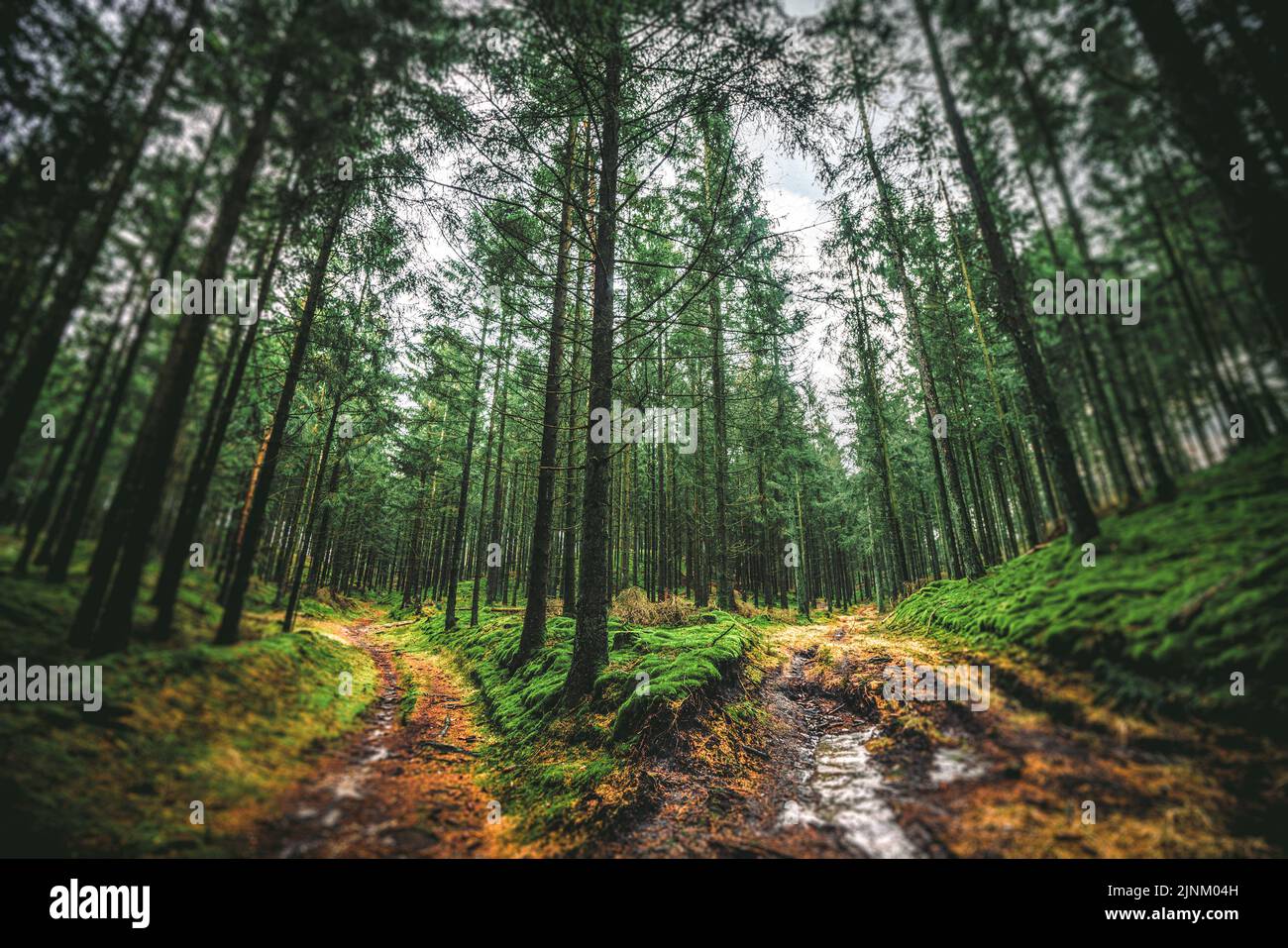 forest, forked road, forests, wood, woodland, woods, forked roads Stock Photo