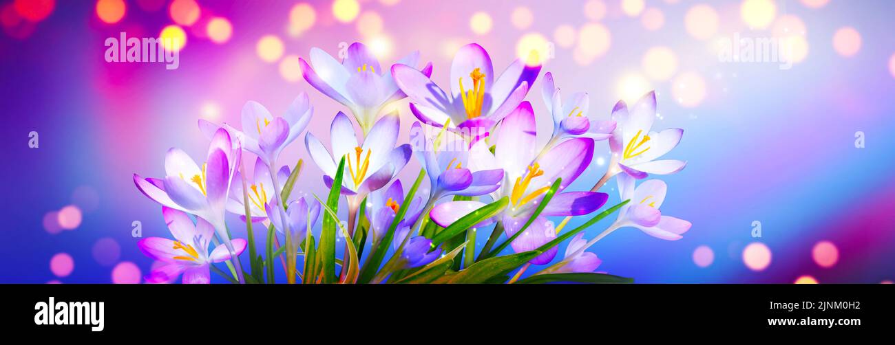 spring, crocus Stock Photo