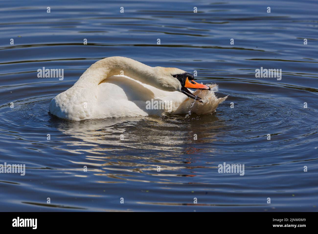 Swan on a hot day Stock Photo