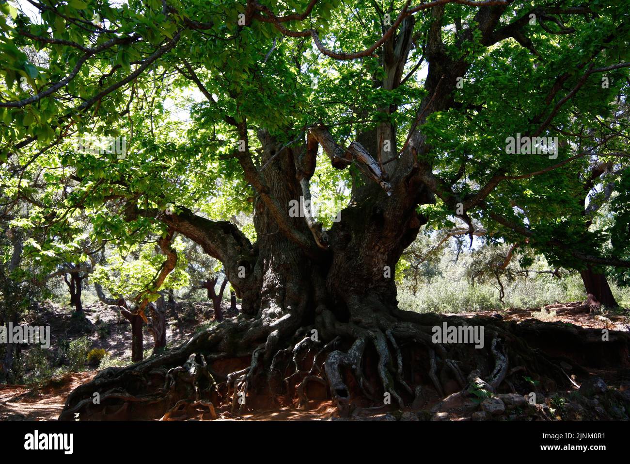 Castaño santo hi-res stock photography and images - Alamy
