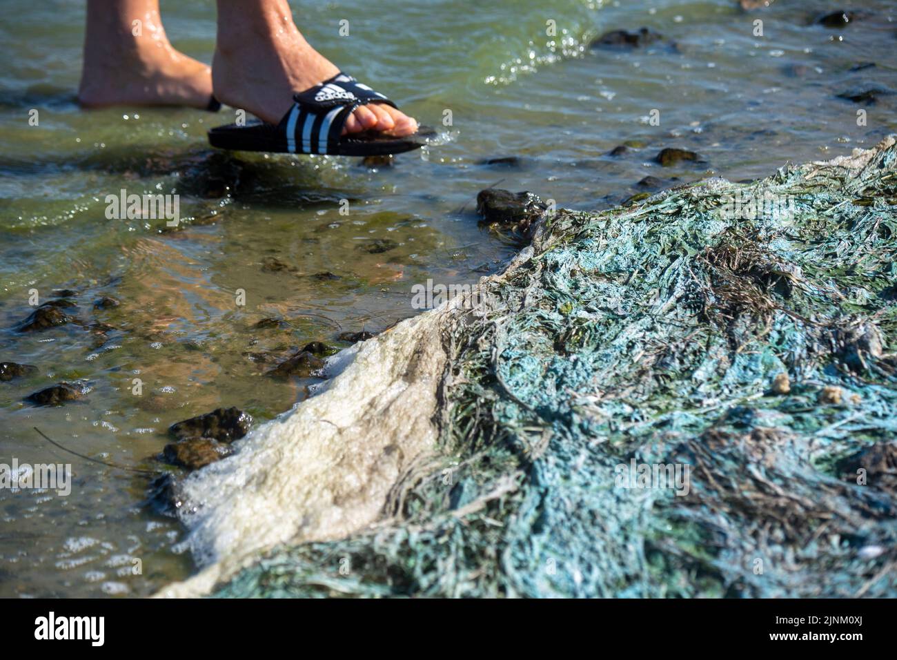 Greifswald, Germany. 12th Aug, 2022. A socalled algae carpet floats in the Eldena lido in