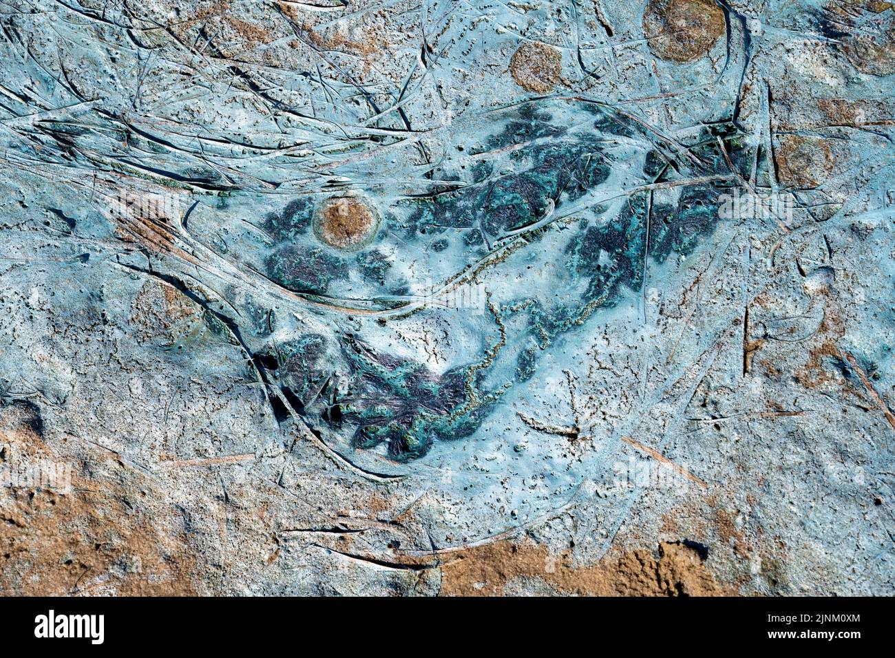 Greifswald, Germany. 12th Aug, 2022. A socalled algae carpet floats in the Eldena lido in