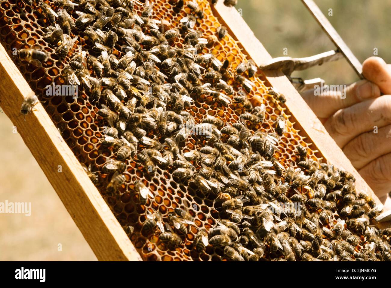 honey production, Honey bee, honey productions