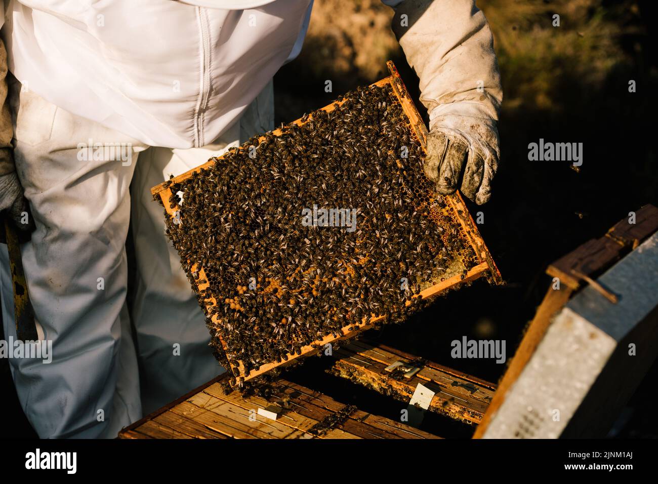 beehive, honey production, Honey bee, imkerin, beehives, honey