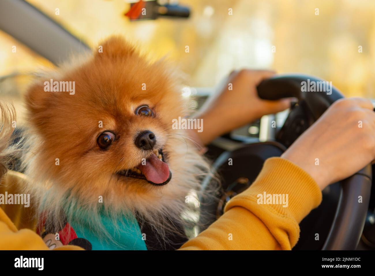 woman in yellow clothes on a picnic sitting in a car with her dog Pomeranian on an autumn day. The concept of the road, freedom, rest, travel Stock Photo