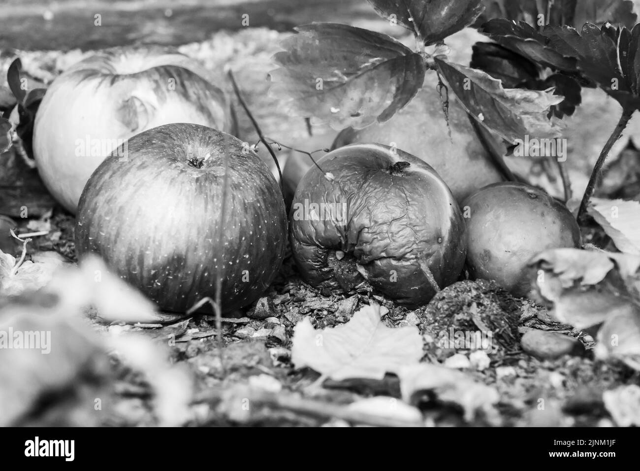 Rotten apples on the ground in black and white Stock Photo
