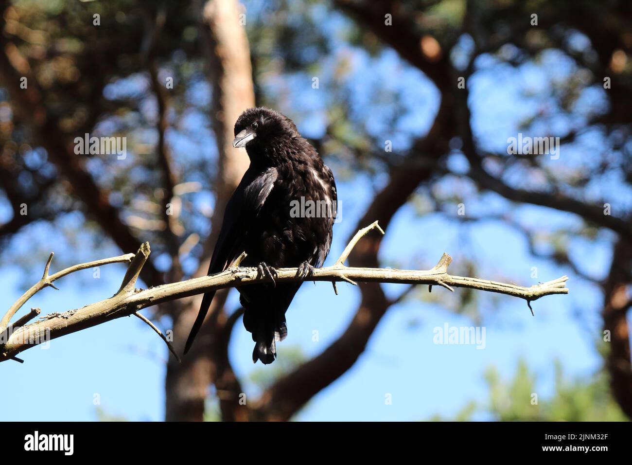 A beautiful image of a crow bird in a tree at the woods, the bird is lazing under the hot sun with their head tilted. The feathers appear wet. Stock Photo