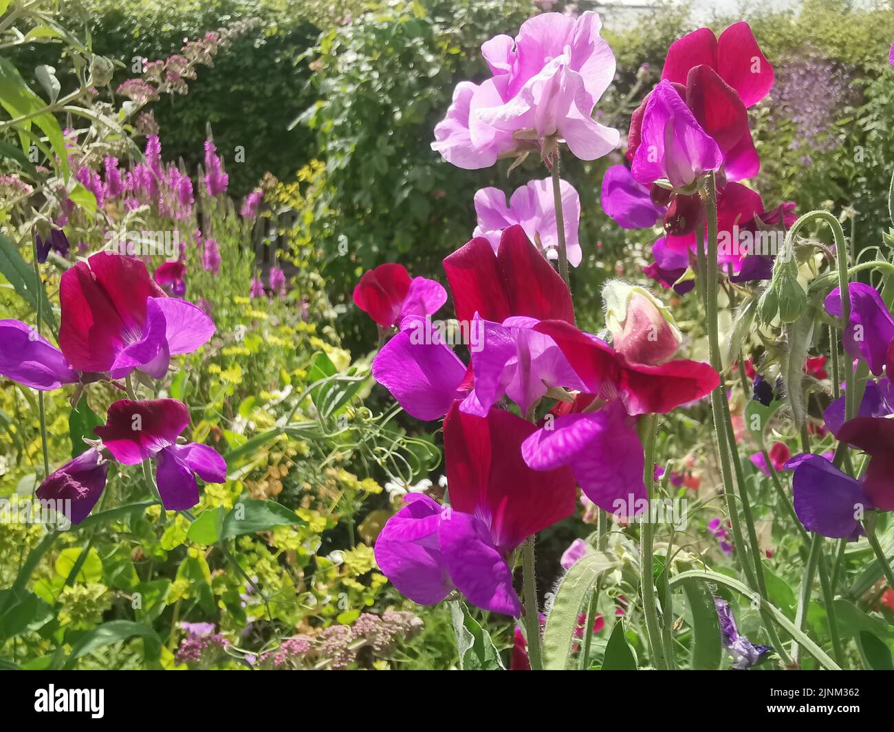 Beautiful selection of pink coloured sweet peas in garden setting Stock ...