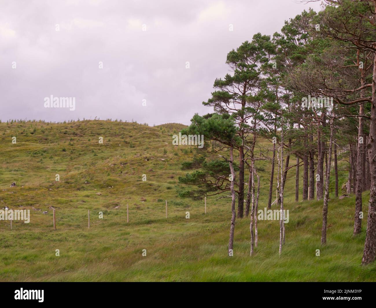 Glen Cassley native Scots pine and woodland restoration, Sutherland Stock Photo