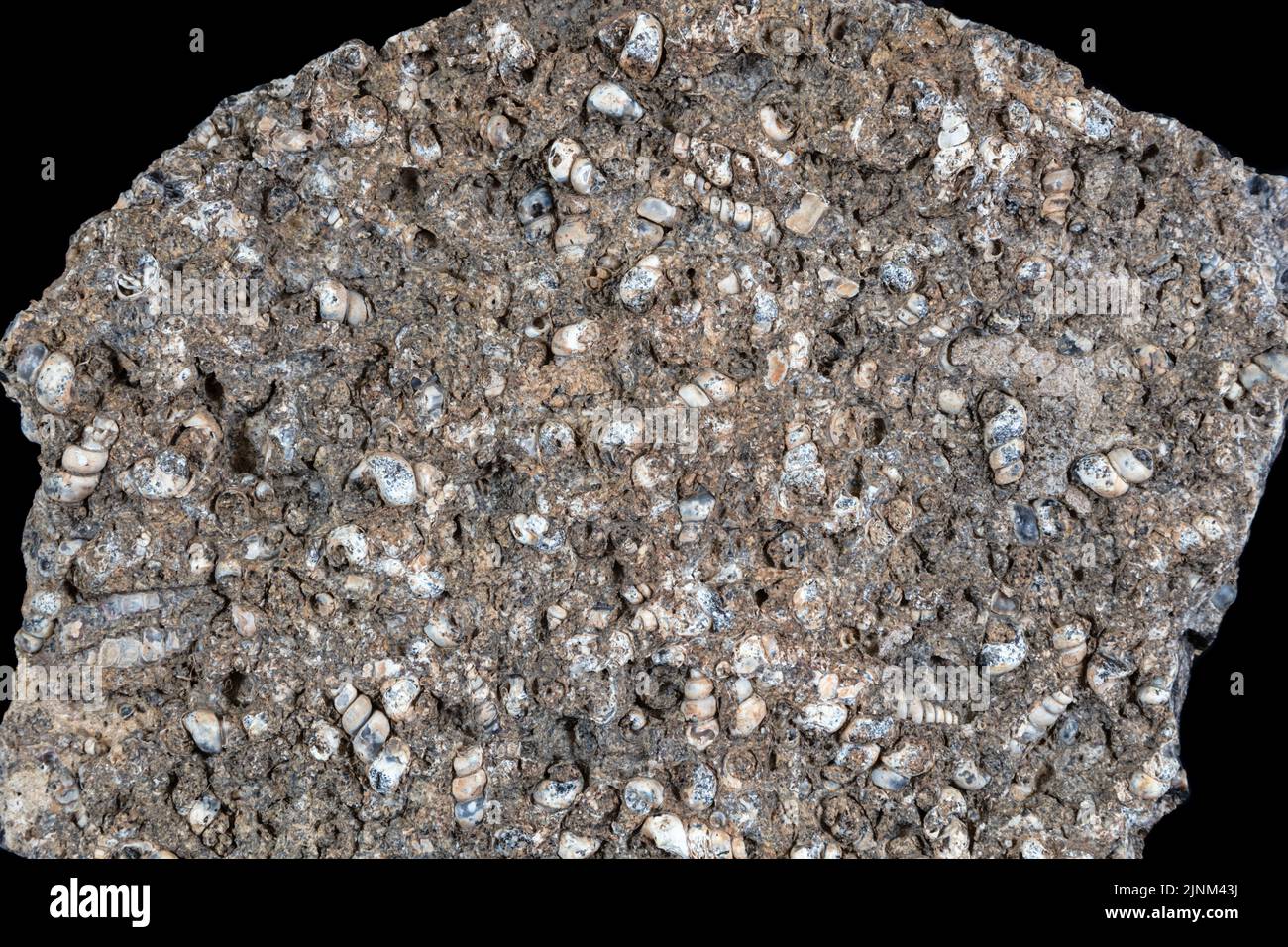 Host rock filled with dozens of closely packed spiral-shelled fossils (Turritella). Topanga Canyon Formation, Miocene Era, near Malibu, California. Stock Photo