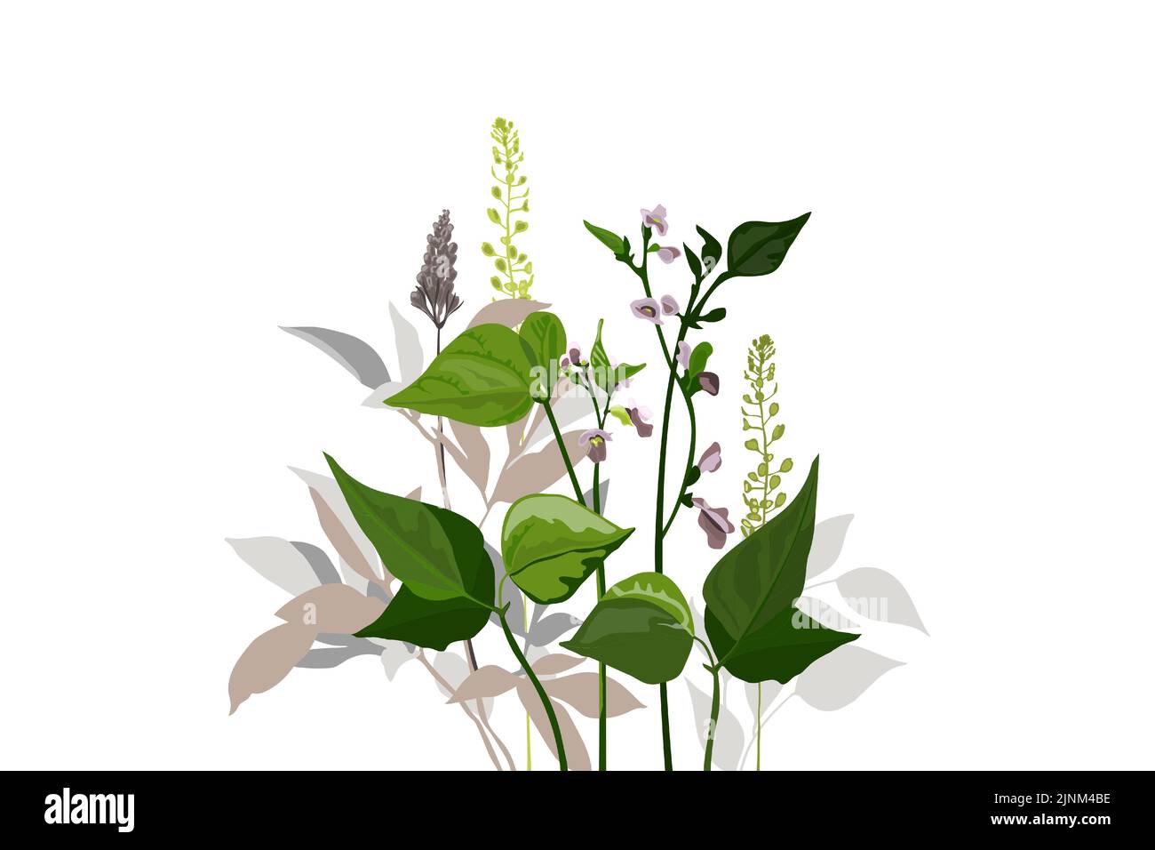 Beans growing flowers Stock Vector Images - Alamy