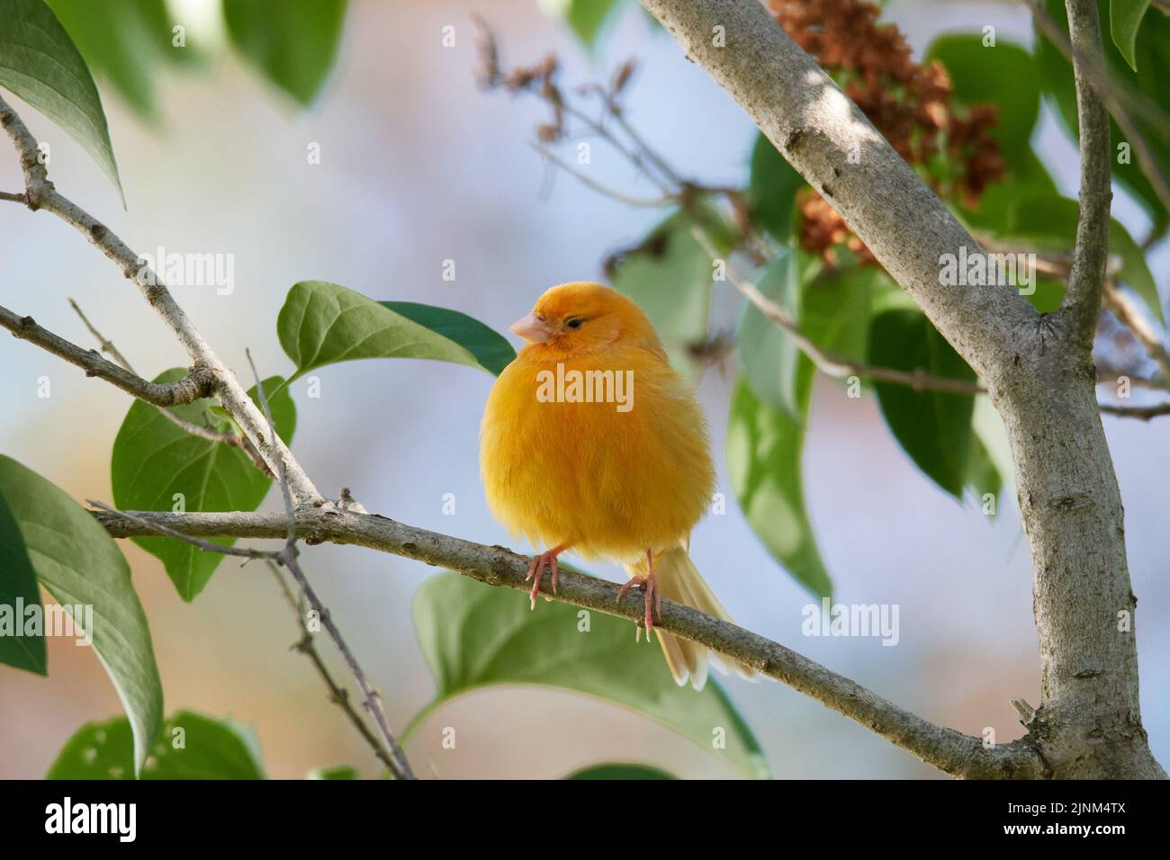 canary bird, serinus canaria forma domestica, kanarengirlitz, canary