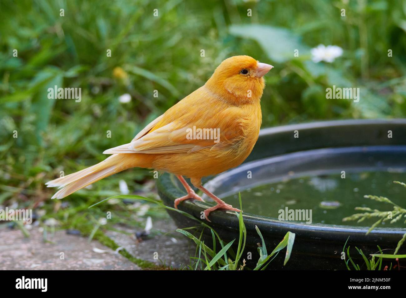 canary bird, serinus canaria forma domestica, kanarengirlitz, canary