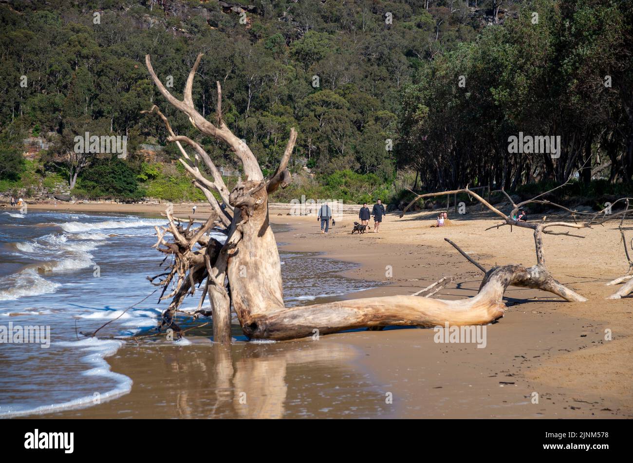 Woy Woy, Australia July 9 2022 Debris was washed up on the beaches