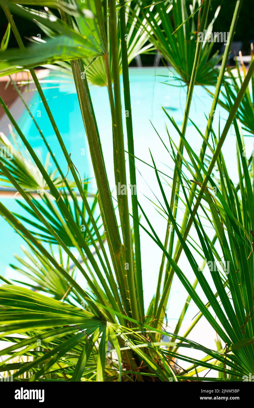 palms, pool, caribbean, palm tree, pools, wooden post, caribbeans Stock