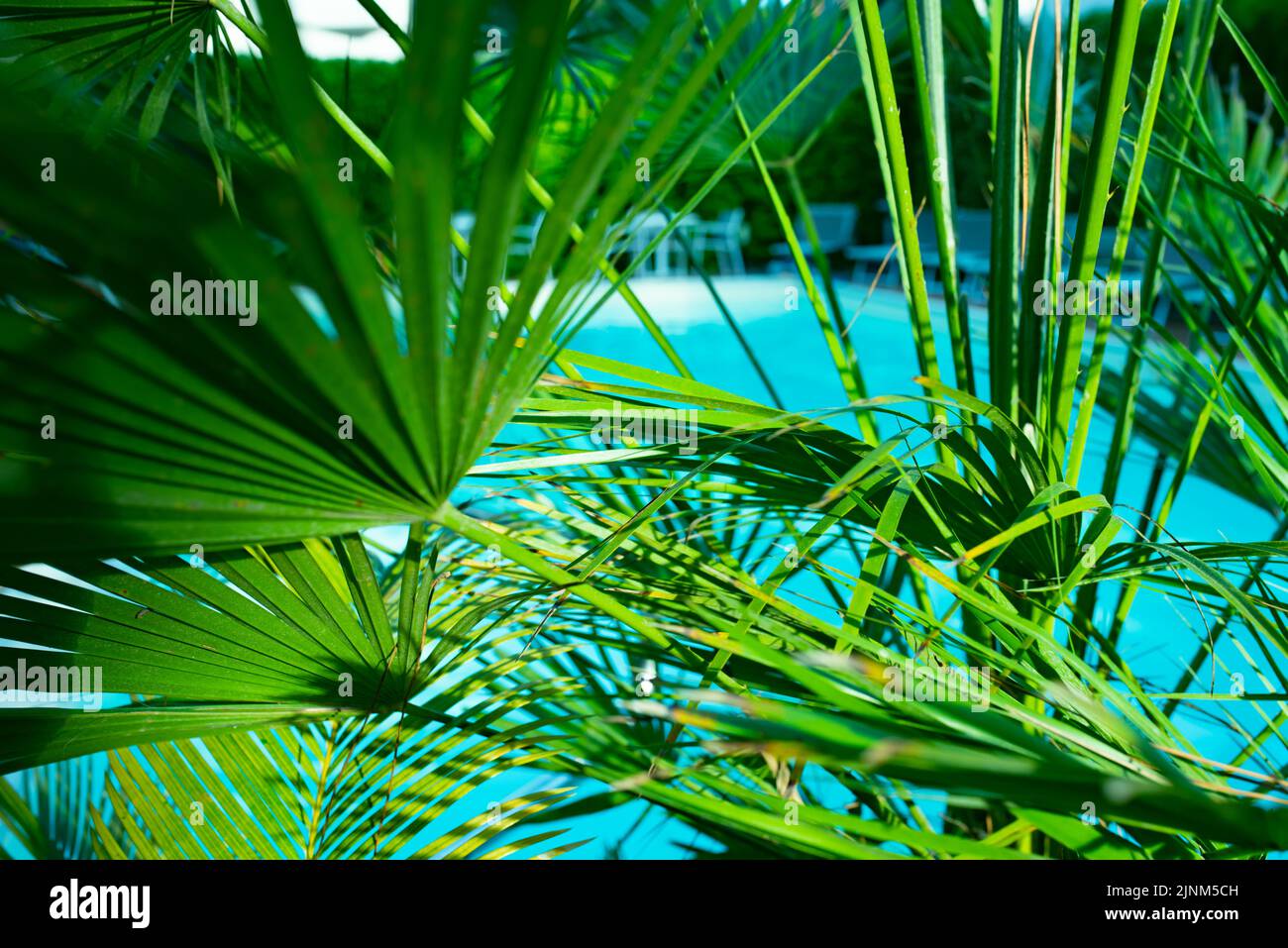 palms, pool, palm tree, pools, wooden post Stock Photo Alamy