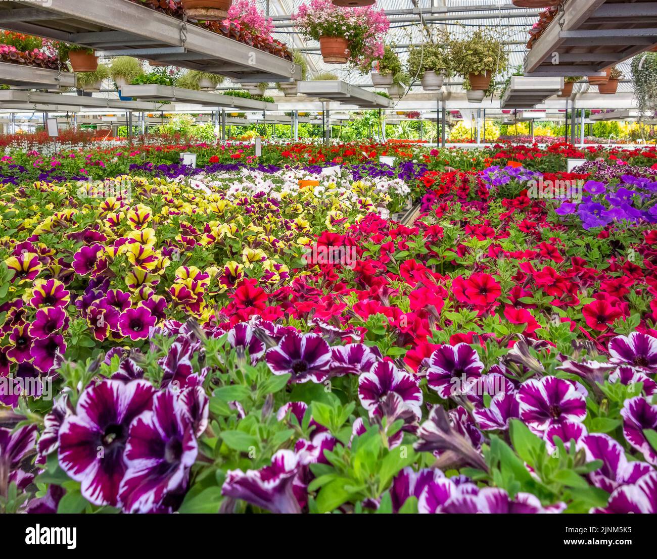 greenhouse, garden center, bloom, greenhouses, garden centers, blooms