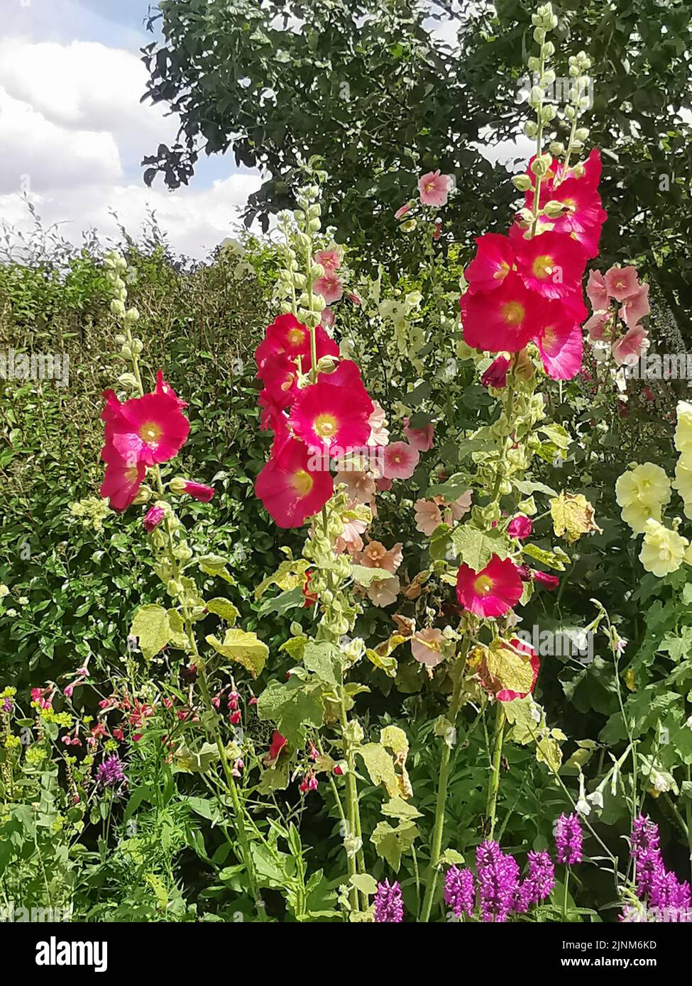 Bright red hollyhocks in flowerbed in English cottage garden setting Stock Photo
