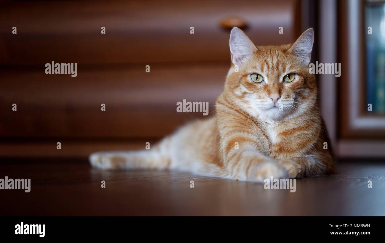 Ginger cat lies on the wooden floor at home. Shallow focus. Copyspace. Stock Photo
