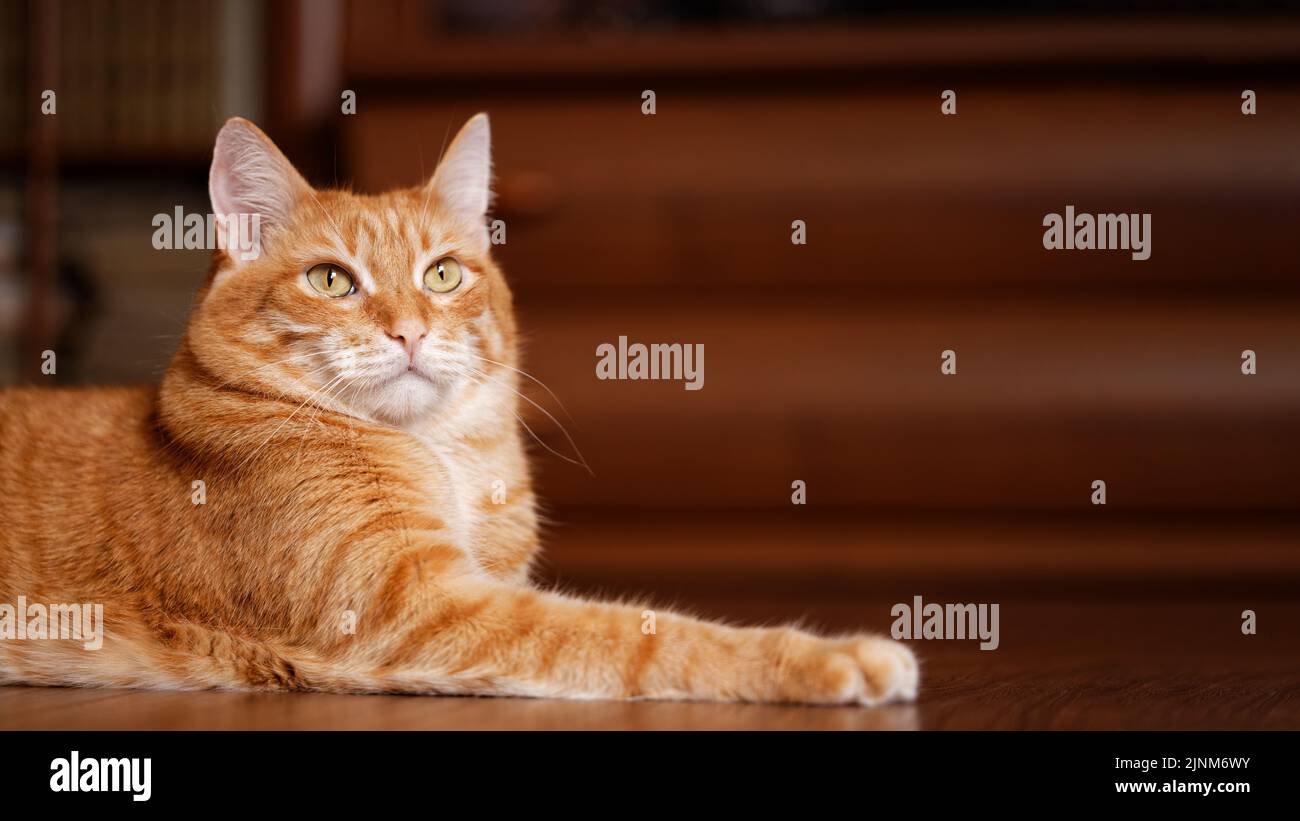 Ginger cat lies on the wooden floor at home. Shallow focus. Copyspace. Stock Photo