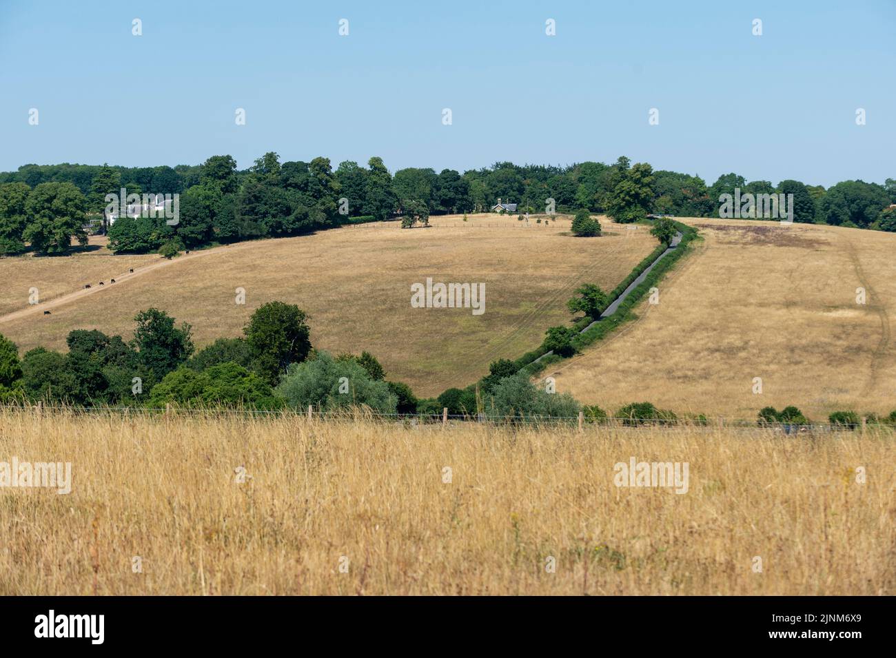 Chorleywood, UK. 12 August 2022. UK Weather Parched fields near