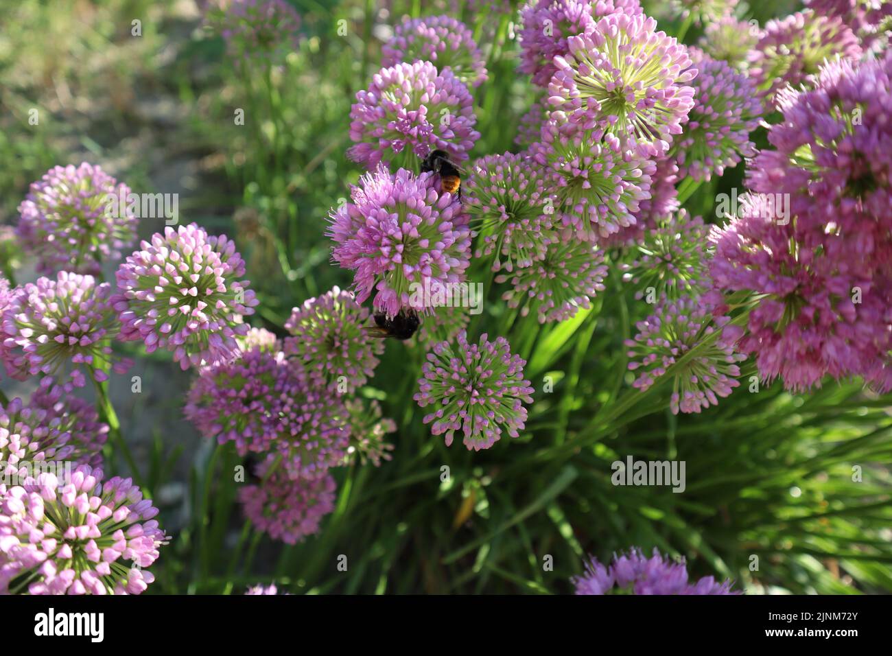 Allium senescens Stock Photo