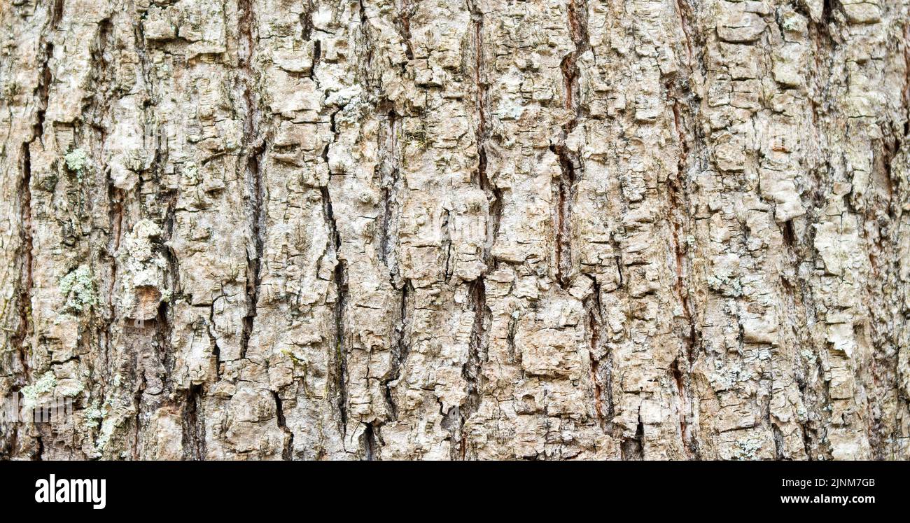 Photo of tree bark with natural pattern. Stock Photo