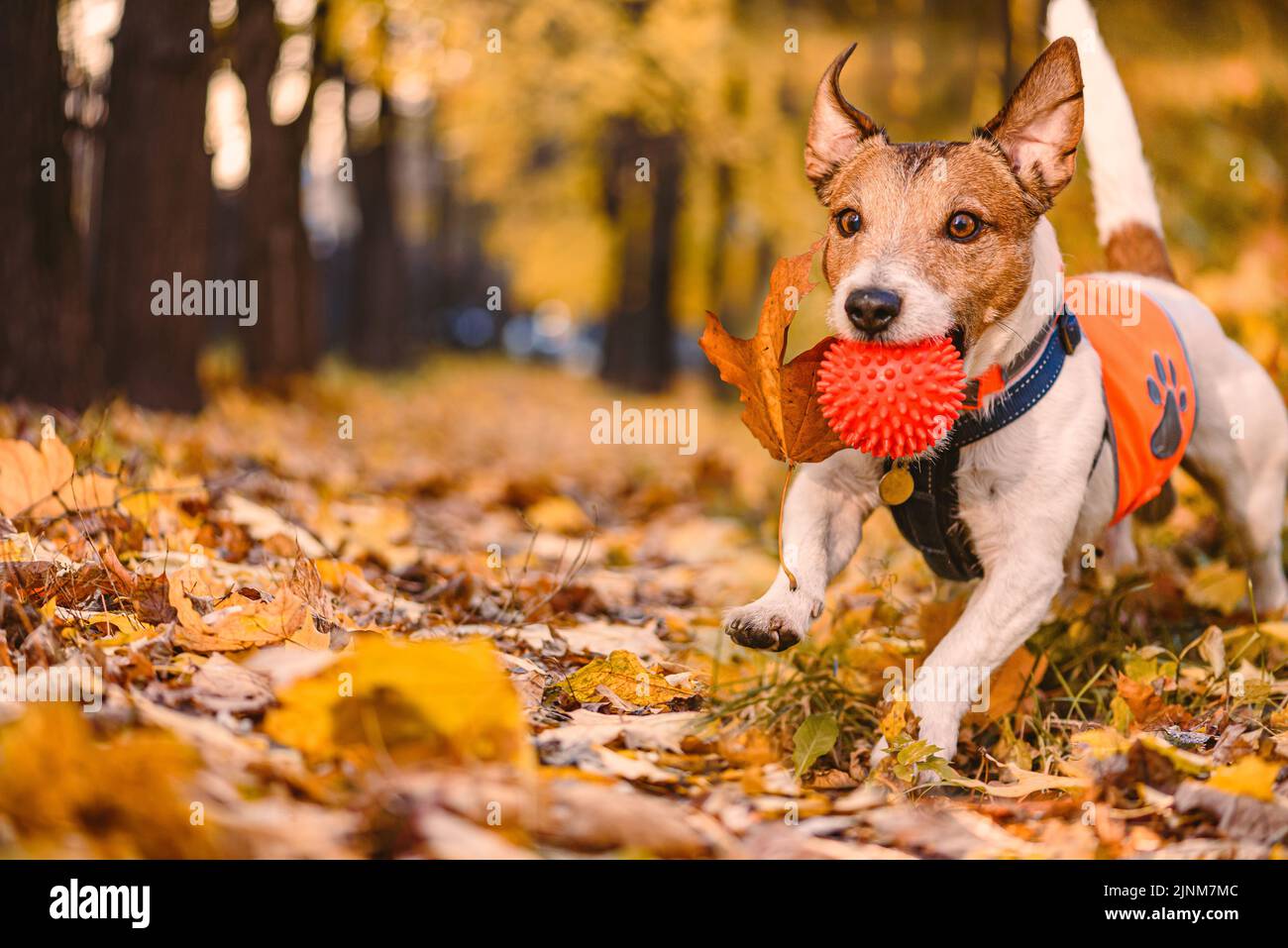 Happy funny dog playing fetch outdoors in park accidentally carrying fallen autumn leaf in mouth Stock Photo