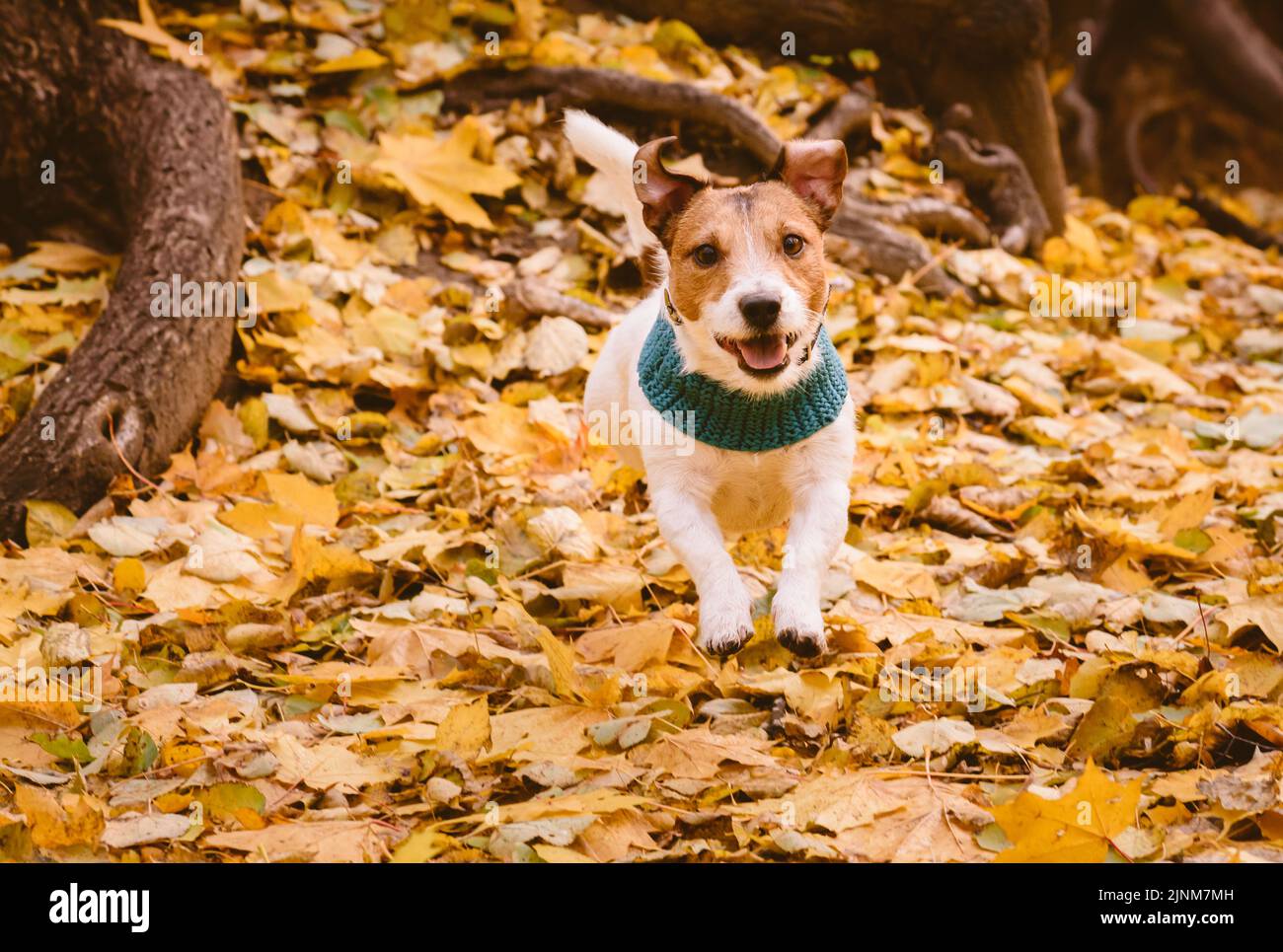 Happy dog running and jumping while playing at Autumn park on fallen yellow leaves Stock Photo