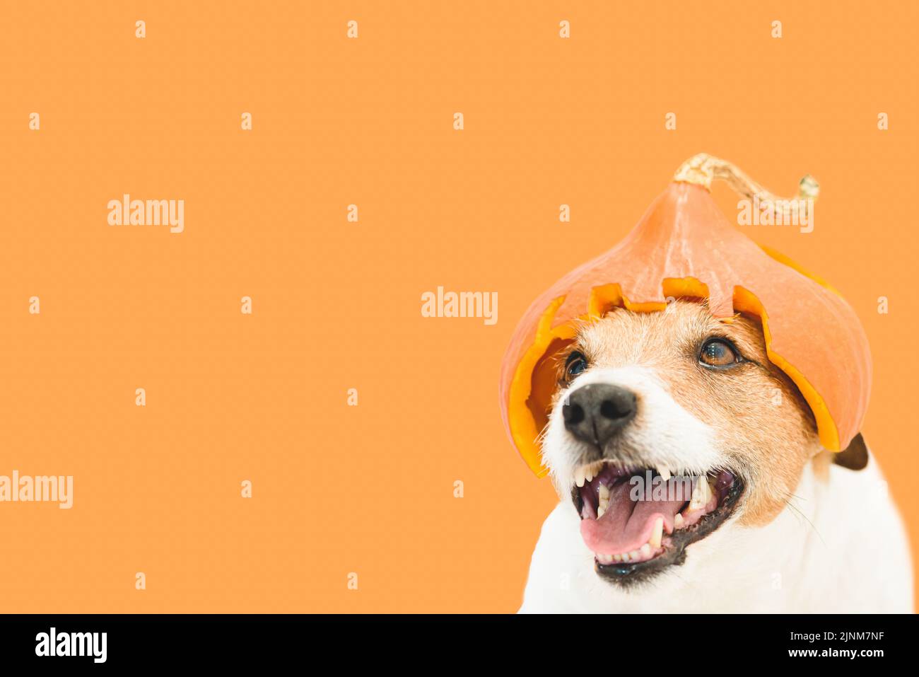 Happy Halloween dog wearing carved pumpkin hat as holiday costume. Smiling and looking up dog on solid color orange background Stock Photo