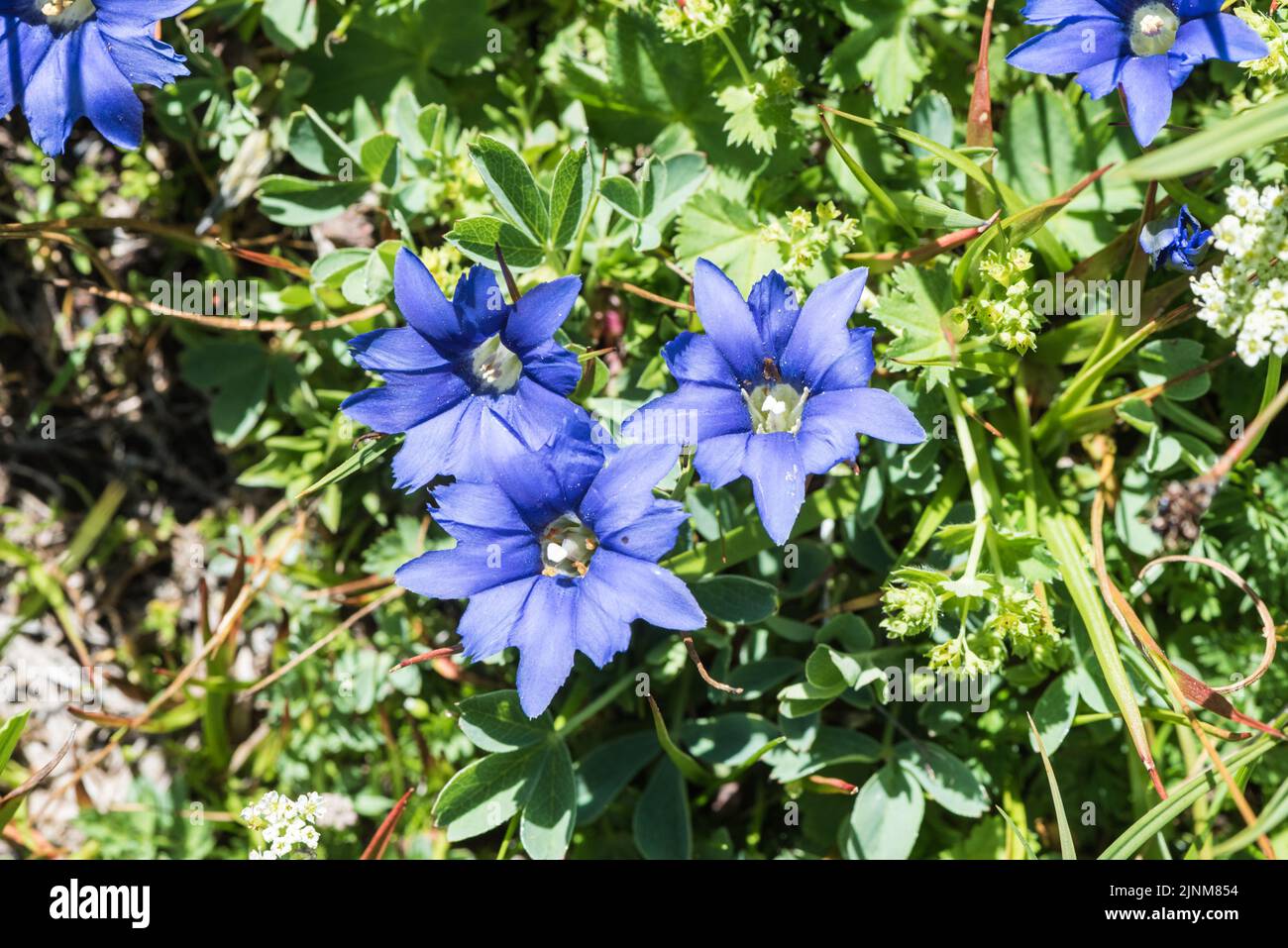 Flowers of the Pyrenees Gentian (Gentiana pyrenaica) Stock Photo