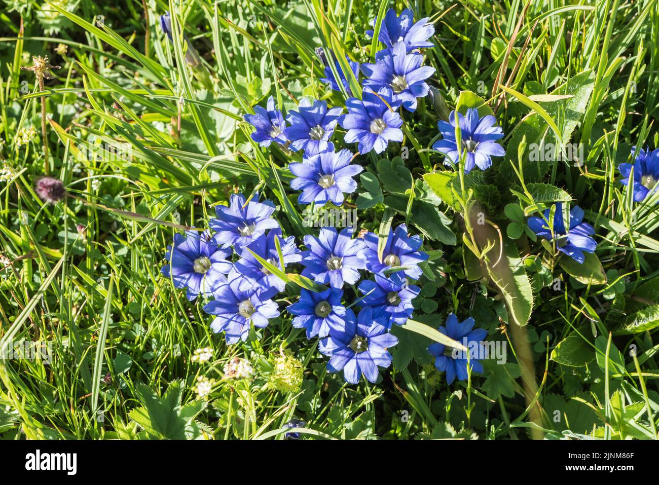Flowers of the Pyrenees Gentian (Gentiana pyrenaica) Stock Photo