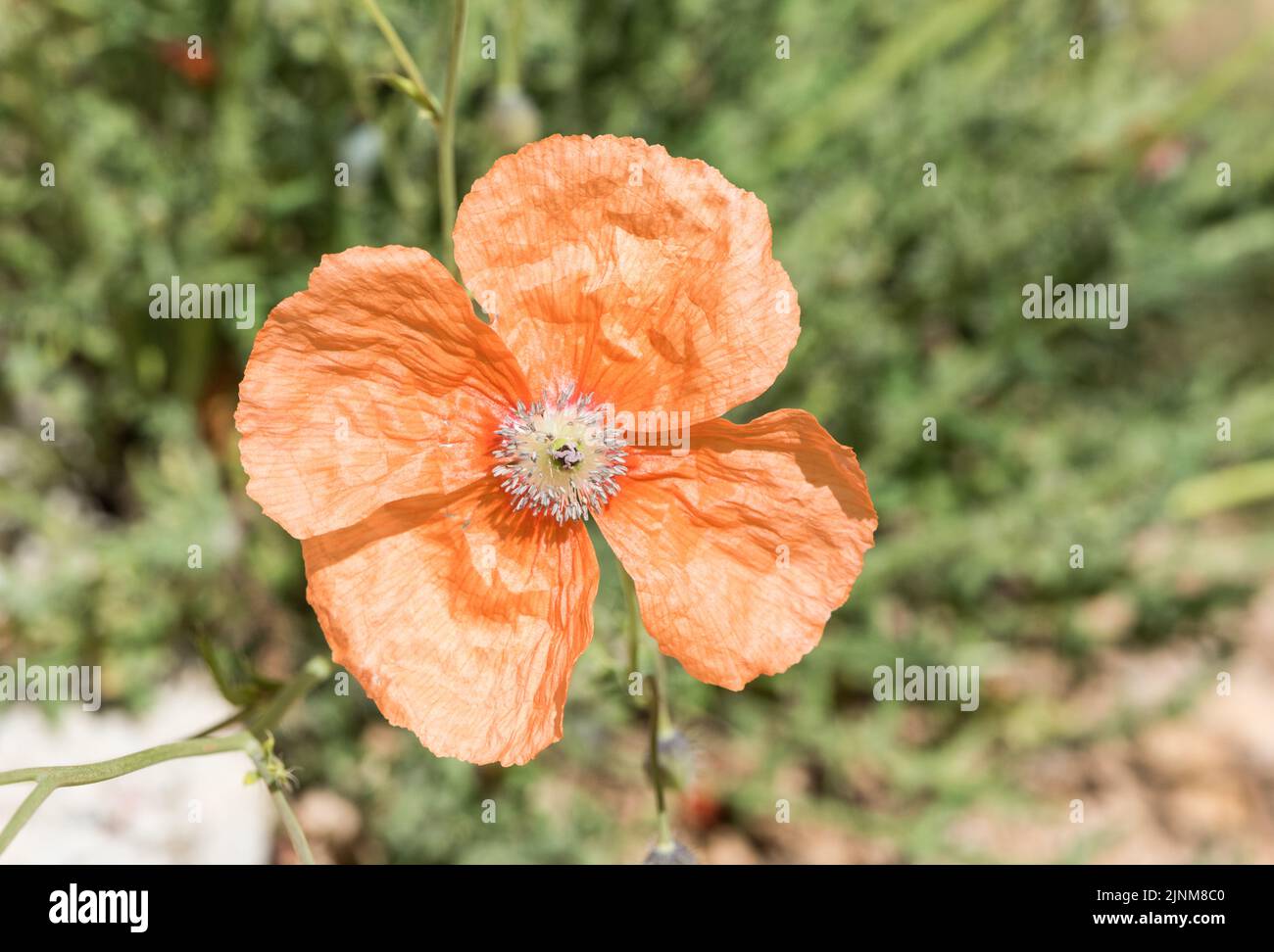 Flower of the orange montane Poppy (Papaver lateritium) Stock Photo