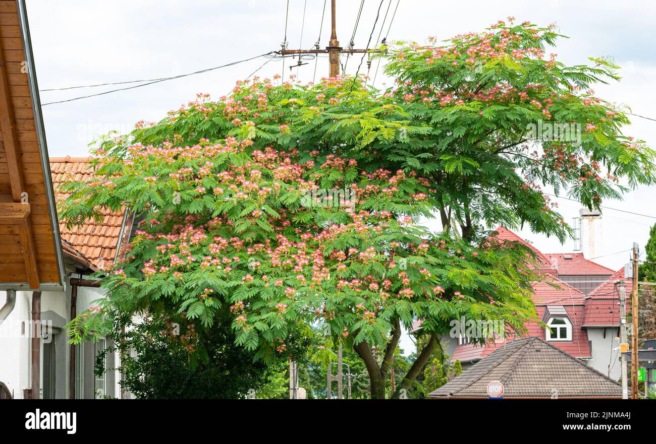 Pink flowers on an acacia tree in a street Stock Photo