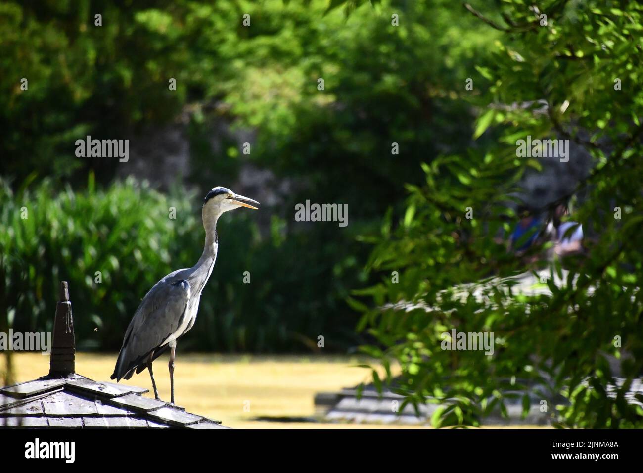 Kilkenny castle park pond hi-res stock photography and images - Alamy