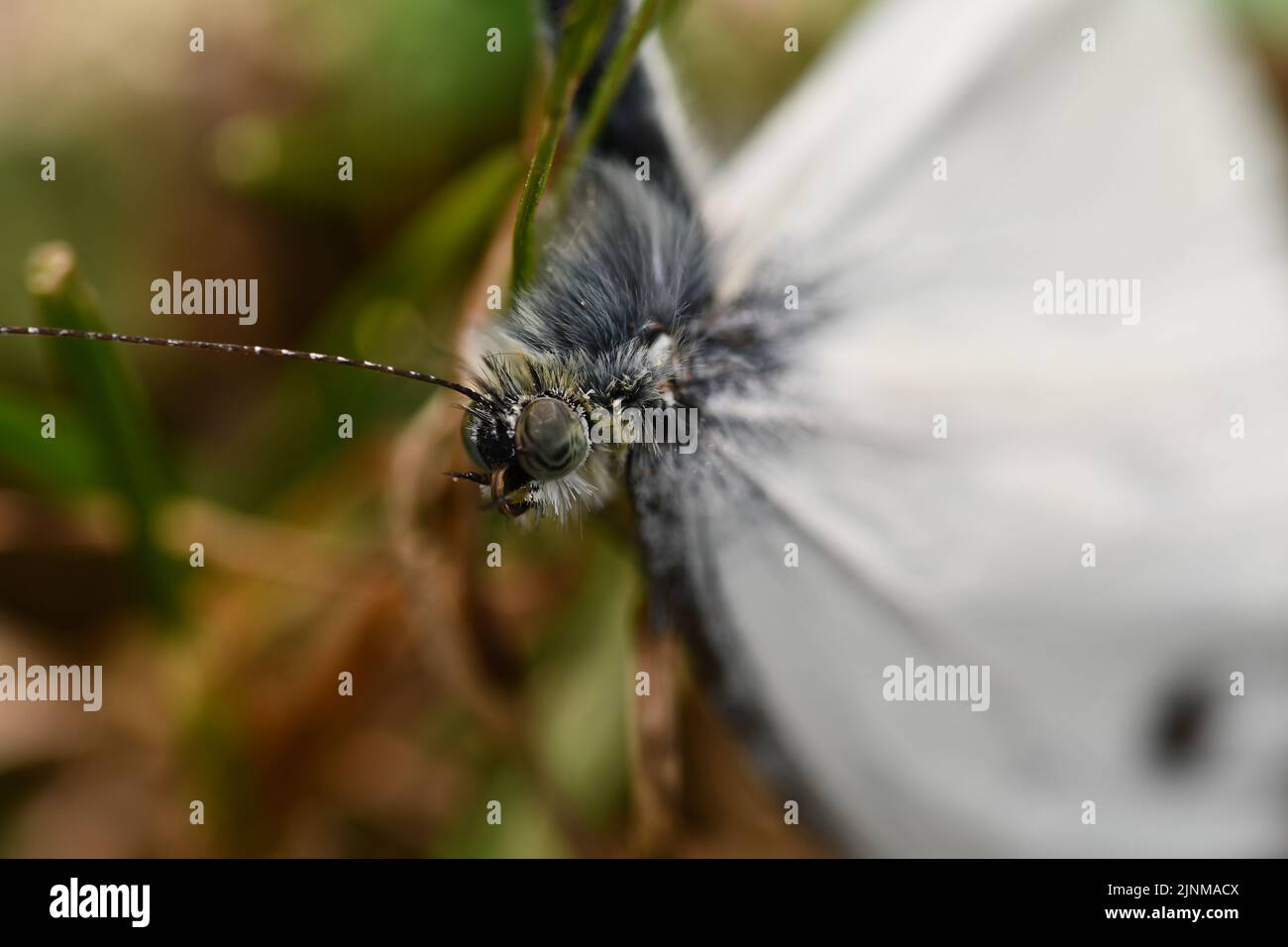 Close-up of Large White (Pieris brassicae) butterfly, Kilkenny, Ireland Stock Photo