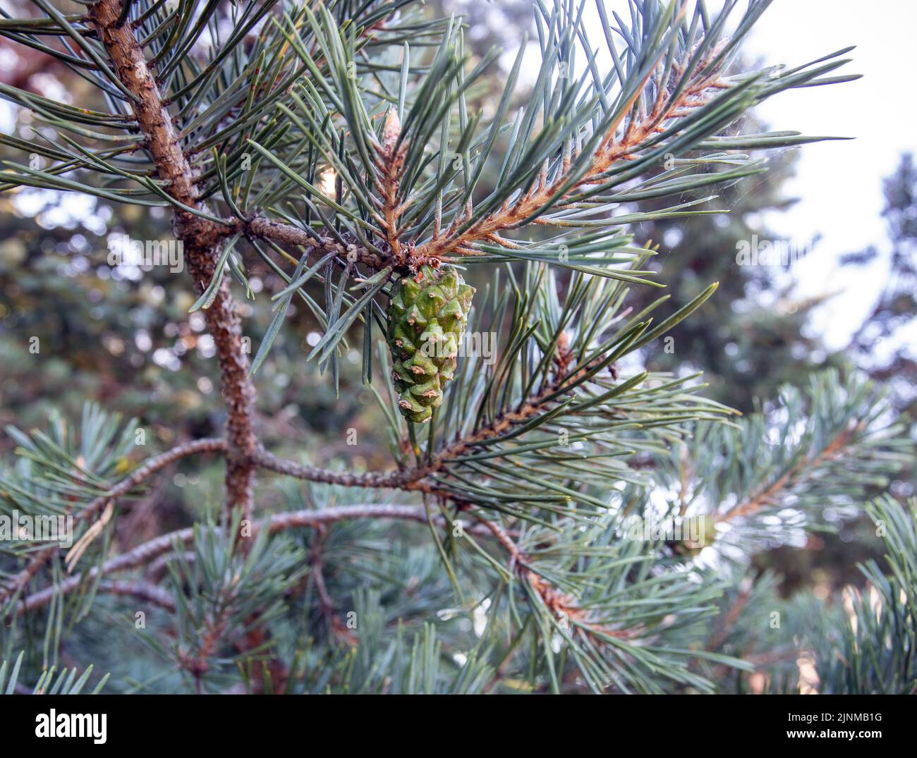 Pine cone on pine-tree Stock Photo