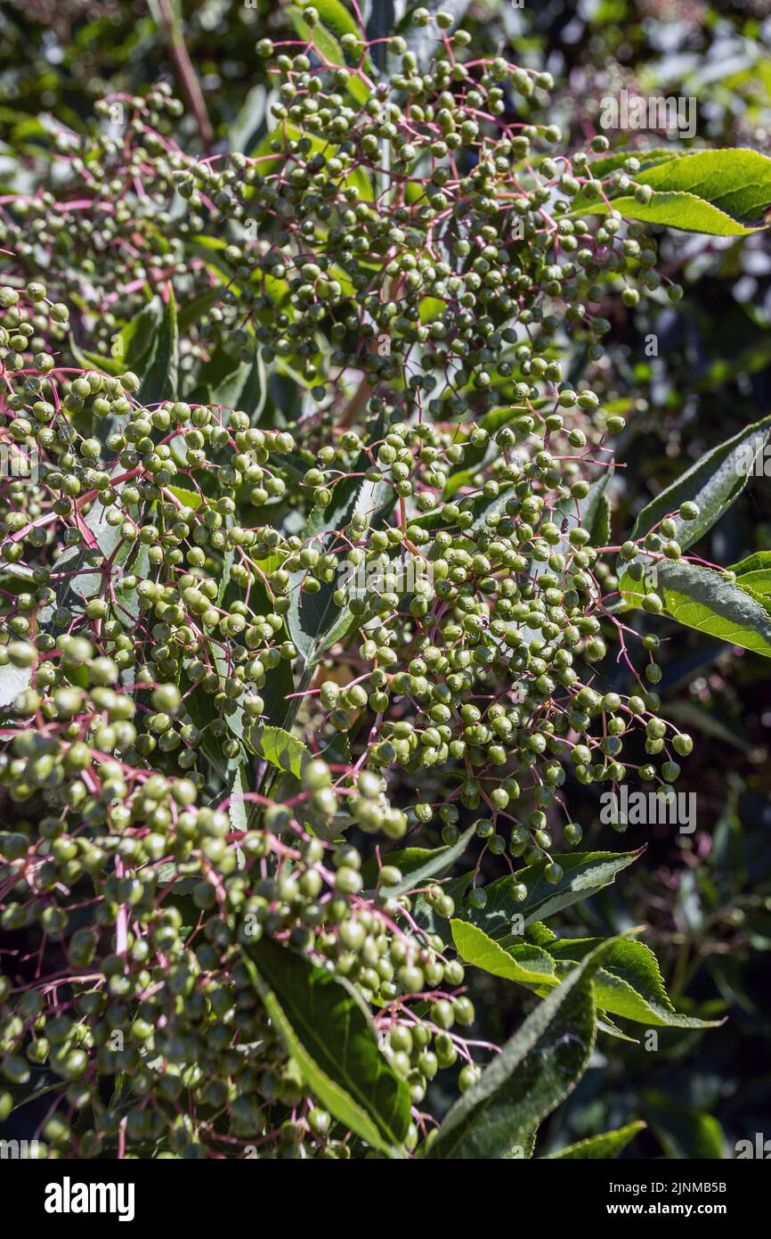 Elderberries growing on elderberry bush, Stock Photo